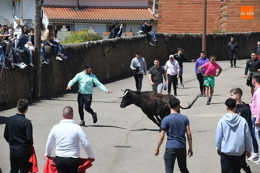 Encierros taurinos con motivo de la festividad de la Santa Cruz en El Bodón/ Fotos: Adrián M.Pastor