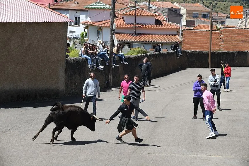 Encierros taurinos con motivo de la festividad de la Santa Cruz en El Bodón/ Fotos: Adrián M.Pastor