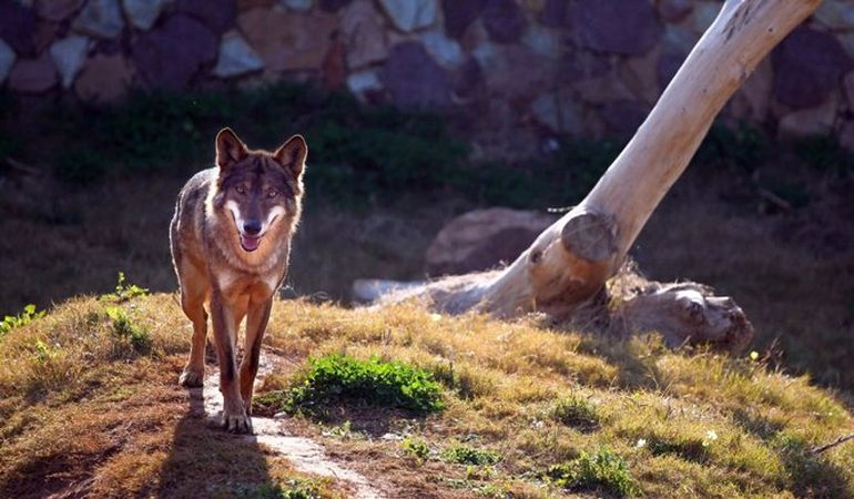 Ataque lobos casco urbano