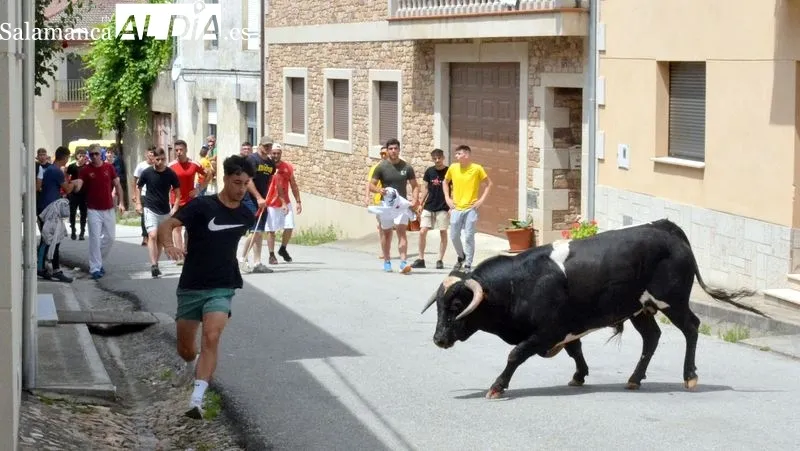 Foto 2 - El toro de caj&oacute;n abre los festejos taurinos de San Juan Bautista en Hinojosa de Duero