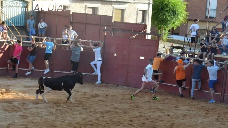 Foto 2 - Animada tarde taurina en las fiestas de San Juan de Hinojosa de Duero