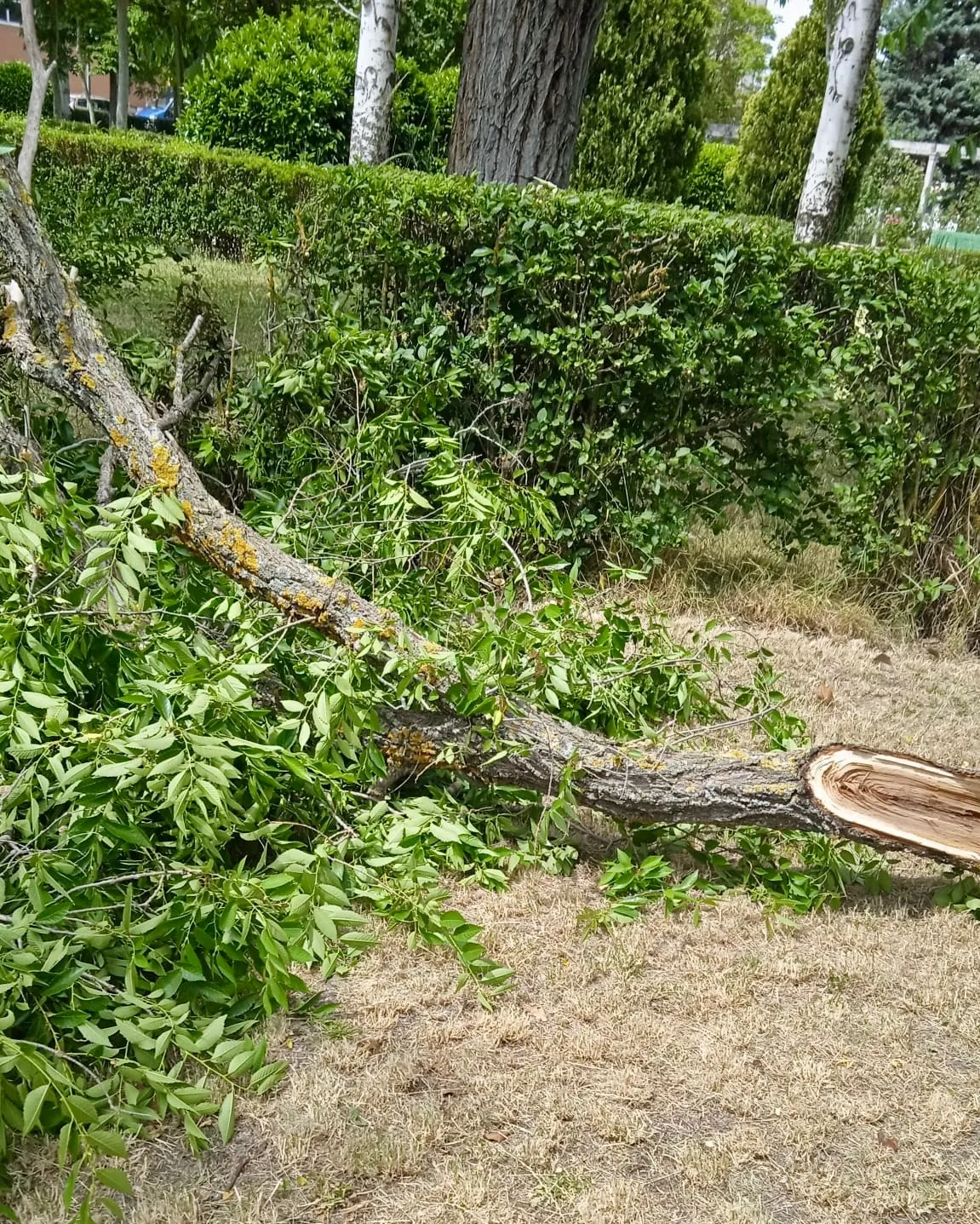 Foto 2 - Pe&ntilde;aranda en Com&uacute;n pide una revisi&oacute;n urgente de los &aacute;rboles del casco urbano