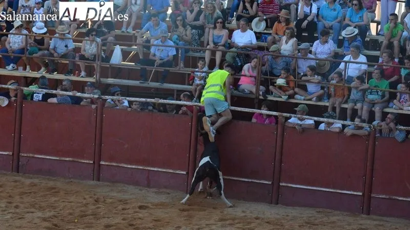 Foto 10 - Animada tarde taurina en las fiestas de San Juan de Hinojosa de Duero