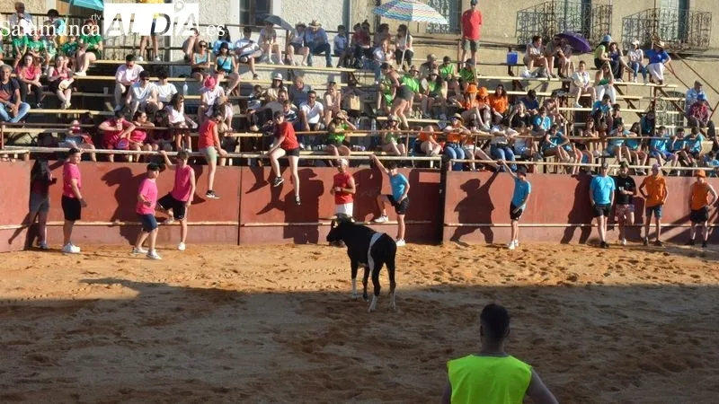 Foto 8 - Animada tarde taurina en las fiestas de San Juan de Hinojosa de Duero