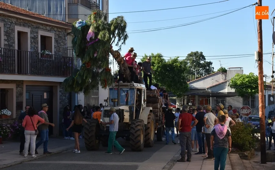 Foto 3 - La juventud lidera el izado de un espectacular pino para abrir las fiestas de Robleda