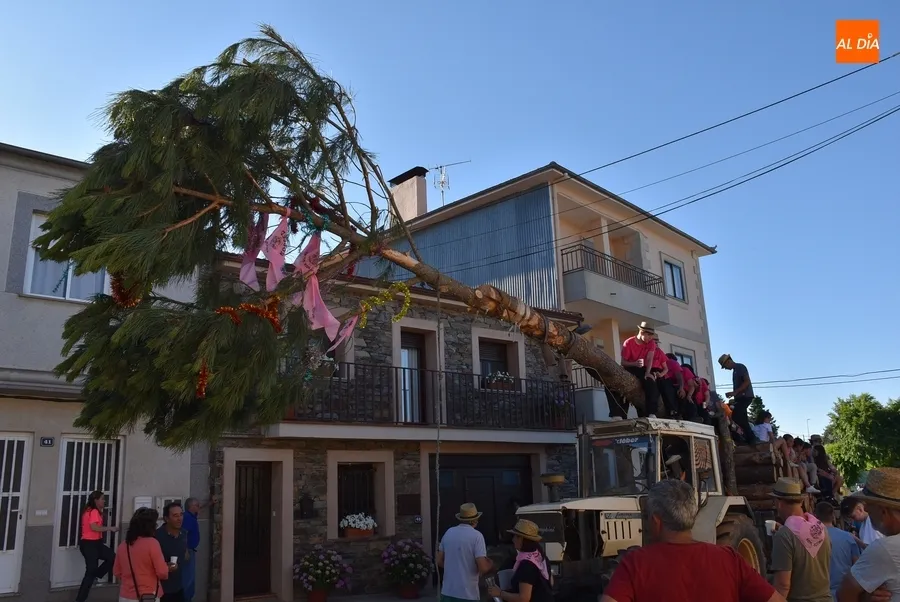 Foto 4 - La juventud lidera el izado de un espectacular pino para abrir las fiestas de Robleda