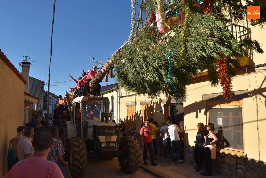 Foto 14 - La juventud lidera el izado de un espectacular pino para abrir las fiestas de Robleda