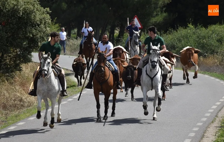 Foto 12 - Robleda disfruta de un encierro a caballo puntual, r&aacute;pido, limpio y compacto