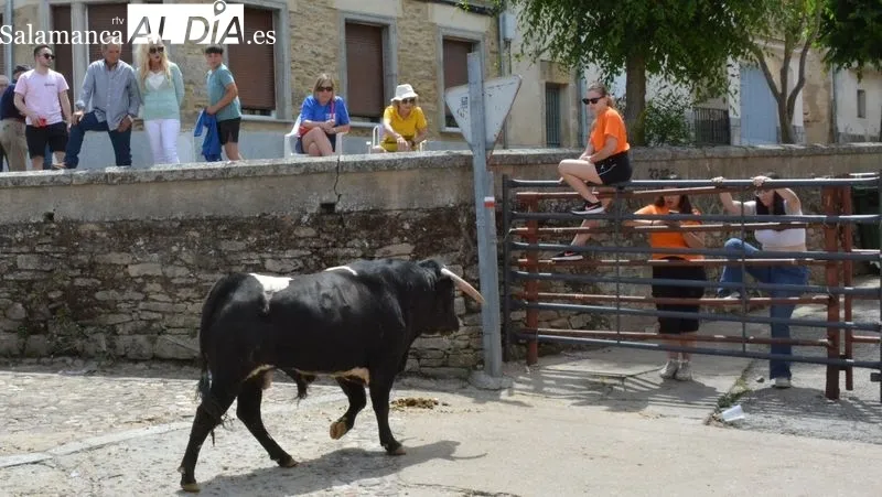 Los aficionados disfrutaron en el encierro y la capeada del eral