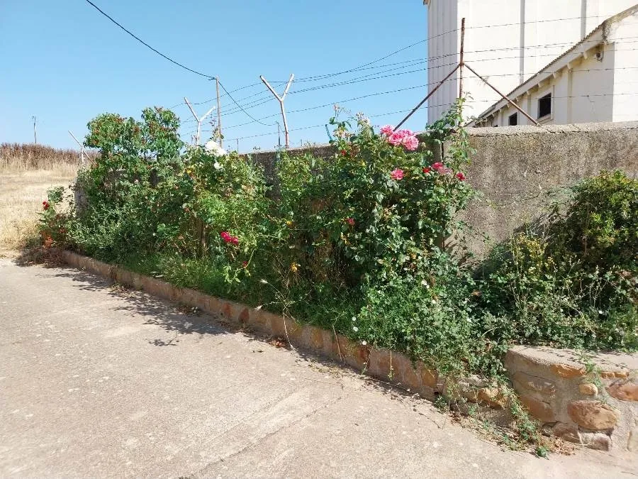 Foto 4 - Vecinos del Barrio de San Isidoro denuncian la dejadez en la zona, en especial en la parcela-almac&eacute;n