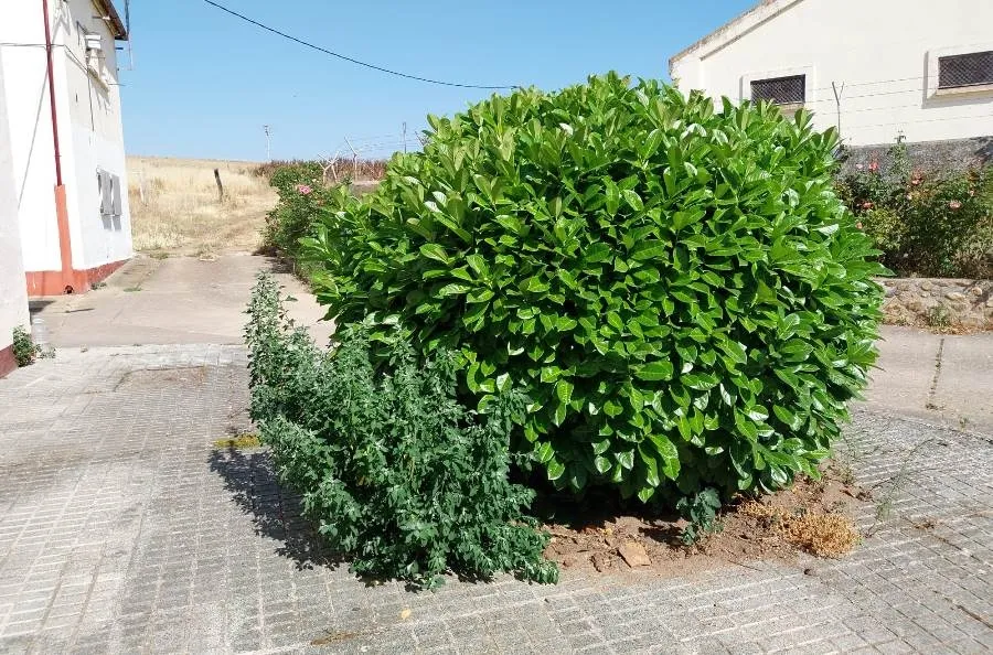 Foto 6 - Vecinos del Barrio de San Isidoro denuncian la dejadez en la zona, en especial en la parcela-almac&eacute;n