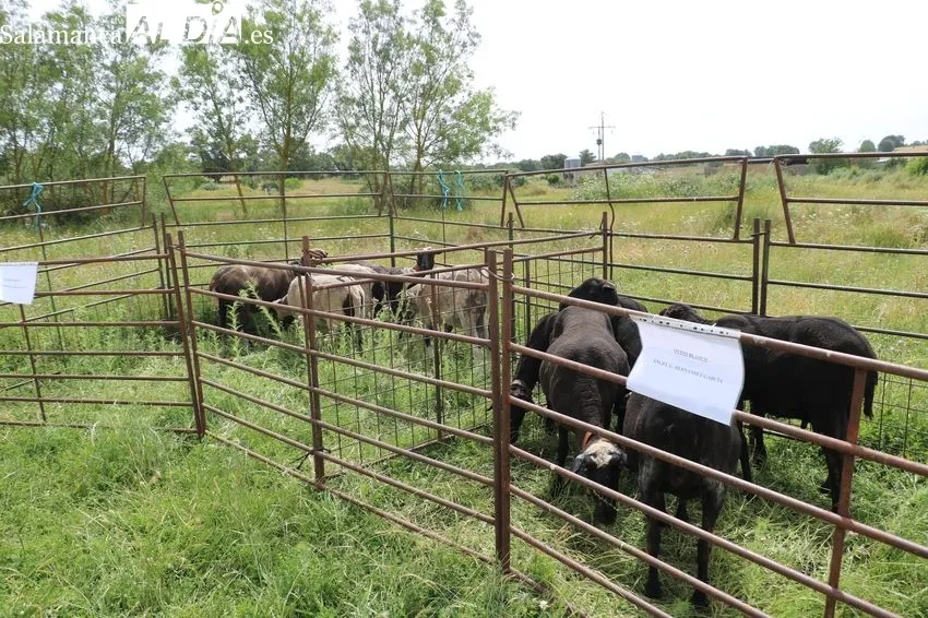 Feria ganadera de Bañobárez del 7 de junio / CORRAL