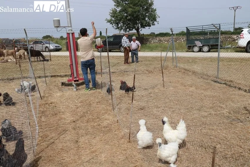 Feria ganadera de Bañobárez del 7 de junio / CORRAL
