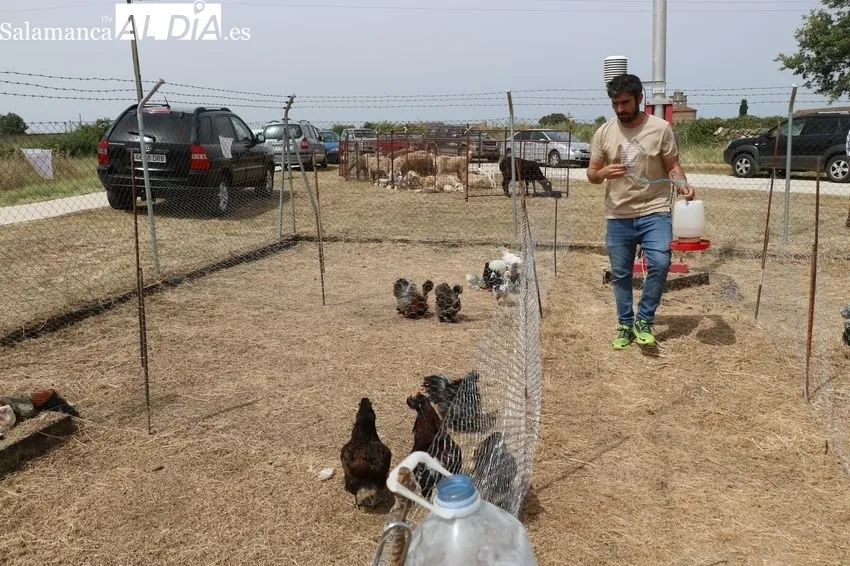 Feria ganadera de Bañobárez del 7 de junio / CORRAL