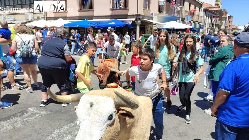 Encierro del sábado de Corpus en Vitigudino / CORRAL