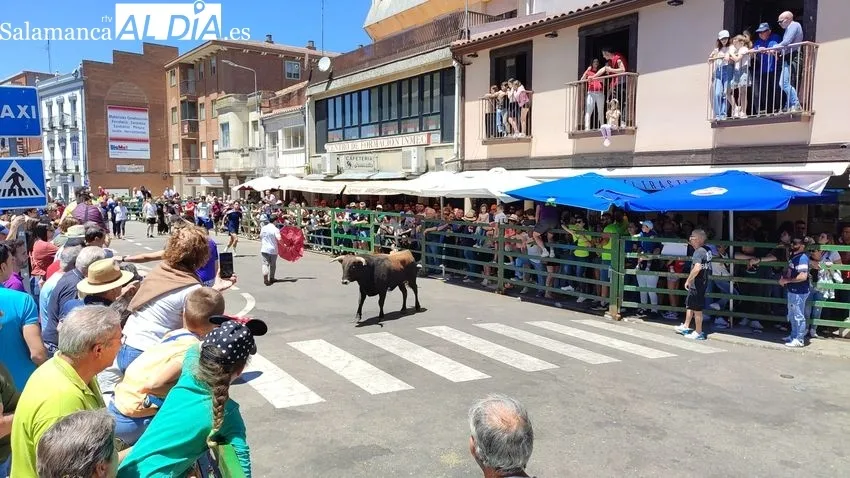 Encierro del sábado de Corpus en Vitigudino / CORRAL
