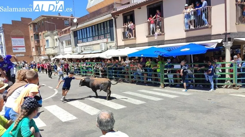 Encierro del sábado de Corpus en Vitigudino / CORRAL