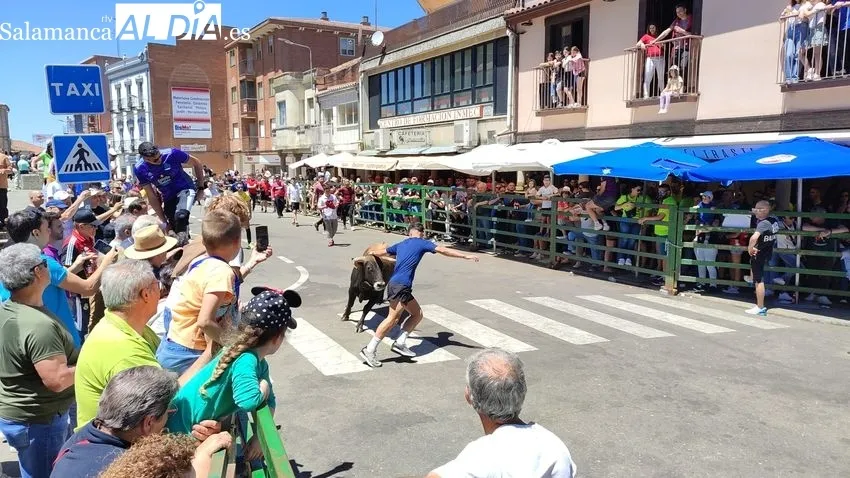 Encierro del sábado de Corpus en Vitigudino / CORRAL