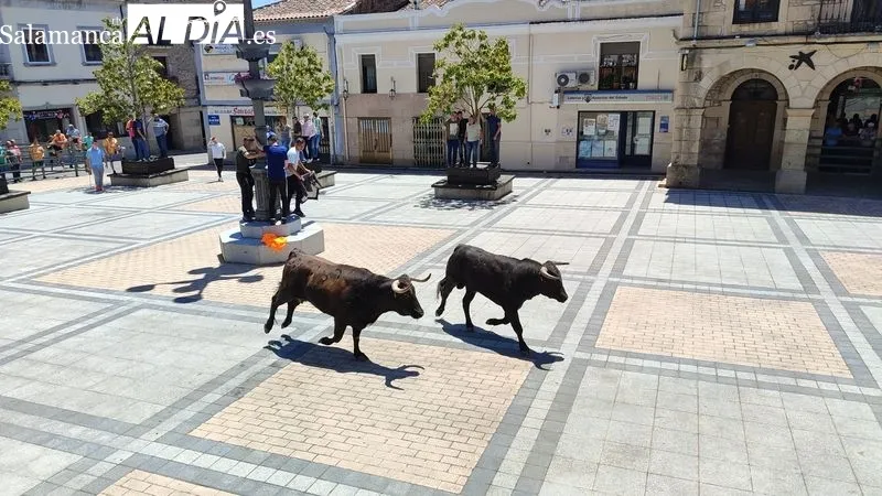 Encierro del Domingo de Corpus en Vitigudino / CORRAL