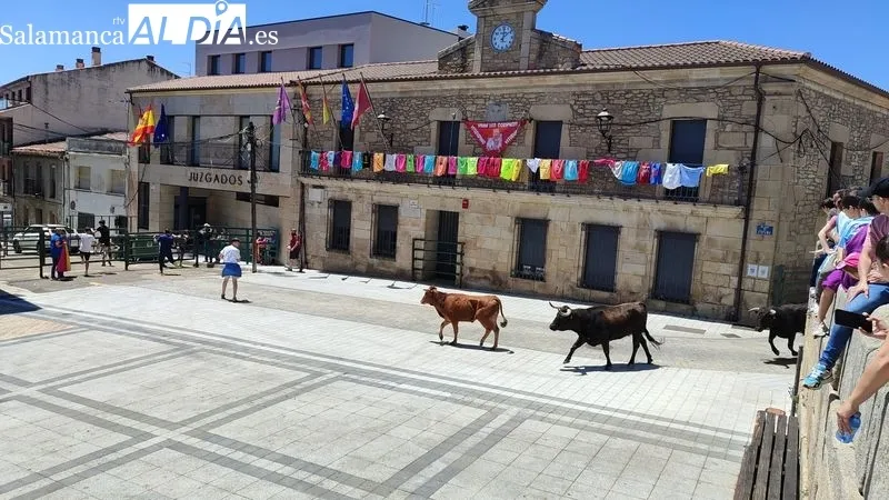 Encierro del Domingo de Corpus en Vitigudino / CORRAL
