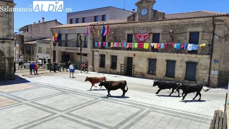 Encierro del Domingo de Corpus en Vitigudino / CORRAL