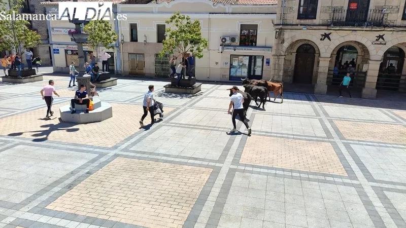 Encierro del Domingo de Corpus en Vitigudino / CORRAL