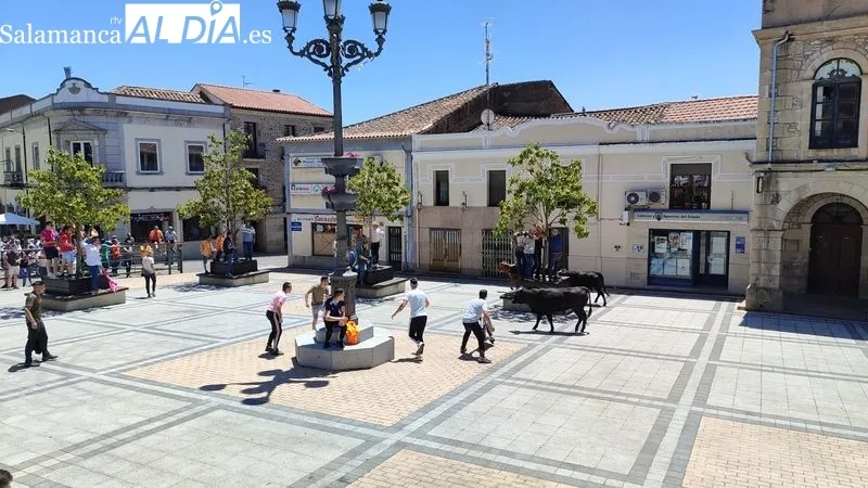 Encierro del Domingo de Corpus en Vitigudino / CORRAL