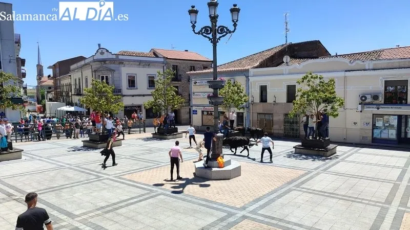 Encierro del Domingo de Corpus en Vitigudino / CORRAL