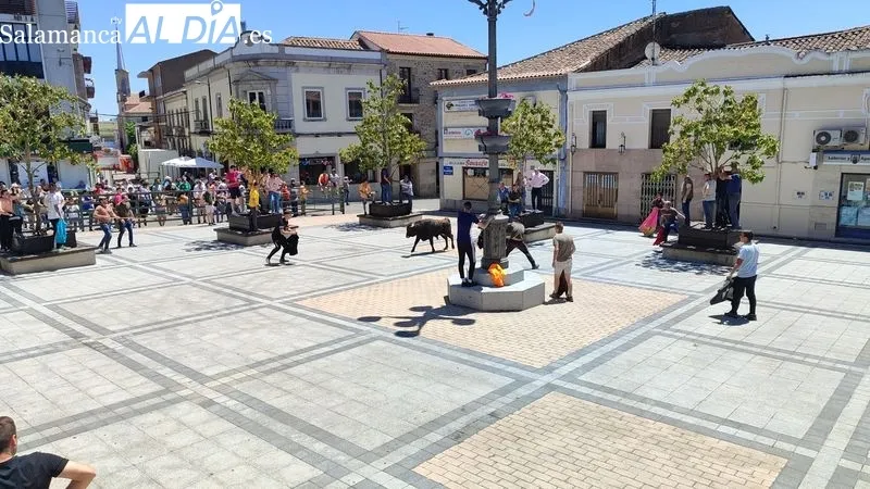 Encierro del Domingo de Corpus en Vitigudino / CORRAL