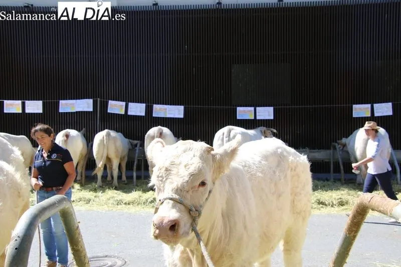 Foto 6 - Alba de Tormes celebra con &eacute;xito la XIV Feria Ganadera y XII Feria Agroalimentaria, destacando la innovaci&oacute;n y calidad en el sector rural