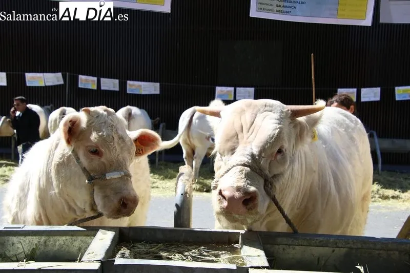 Foto 5 - Alba de Tormes celebra con &eacute;xito la XIV Feria Ganadera y XII Feria Agroalimentaria, destacando la innovaci&oacute;n y calidad en el sector rural