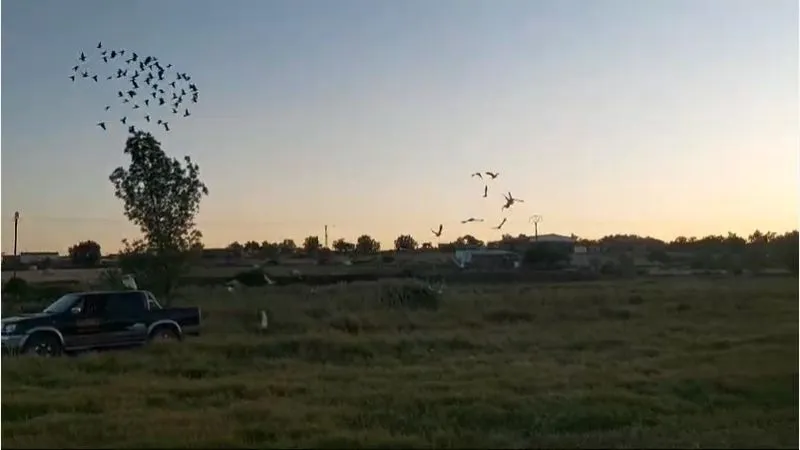 Suelta de palomas mensajeras en Lumbrales