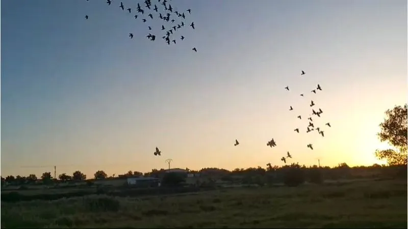 Suelta de palomas mensajeras en Lumbrales