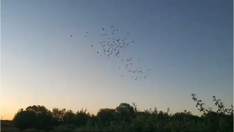 Suelta de palomas mensajeras en Lumbrales