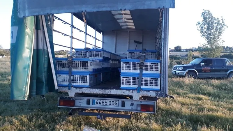 Suelta de palomas mensajeras en Lumbrales