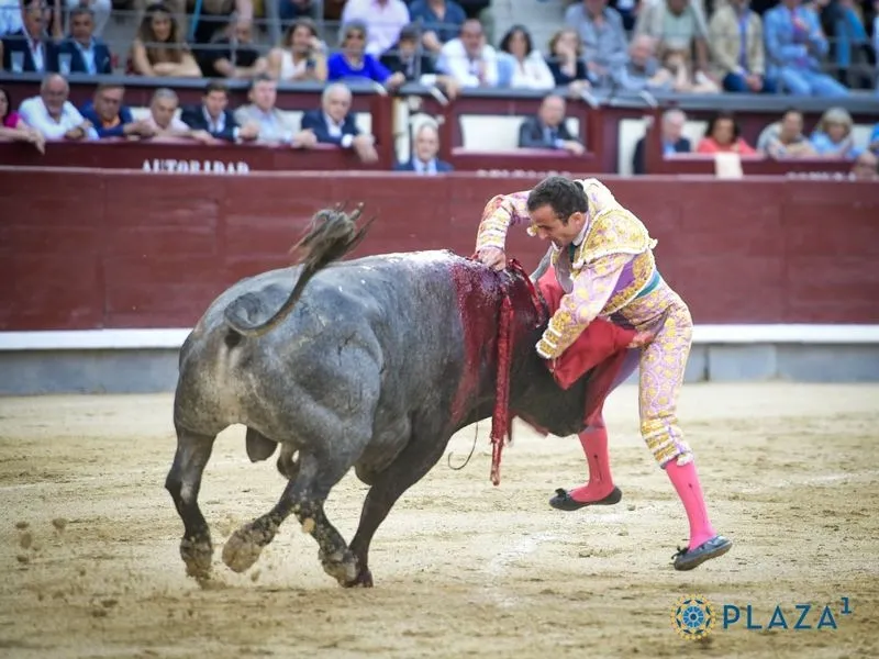 Damián Castaño toreando en Las Ventas en la Feria de San Isidro. Fotos: Plaza 1.
