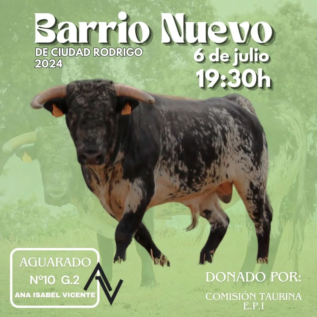 Foto 10 - El Barrio Nuevo contar&aacute; con una vaca y dos novillos en sus fiestas, que pregonar&aacute; Juanjo Carruelas