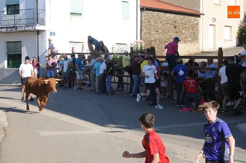 Capea de vaquillas en Robleda / Fotos: Adrián M.Pastor