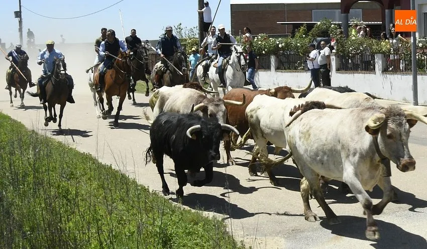 Encierro a caballo y comida popular para cerrar la fiestas del Corpus/ Foto: Adrián M.Pastor