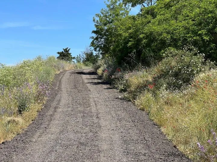 Foto 2 - Carbajosa acondiciona los 400 metros de la prolongaci&oacute;n del camino de Carpihuelo para mejorar el acceso a las viviendas de la zona
