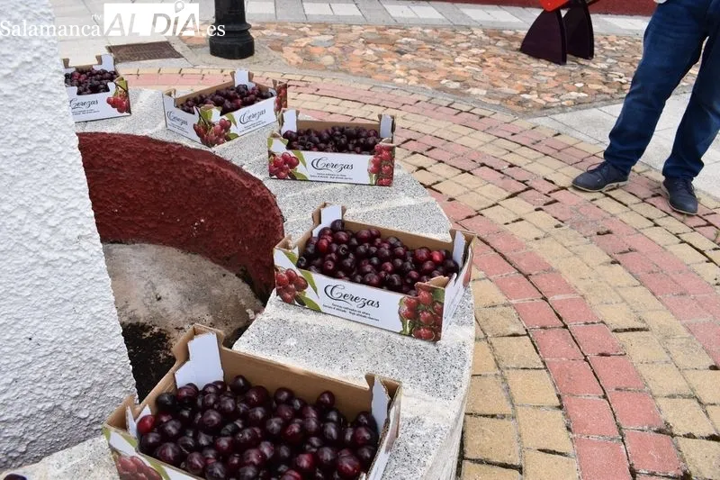 Foto 9 - Cuarenta kilos de cerezas para el tradicional d&iacute;a de &lsquo;Los Guinderos&rsquo;