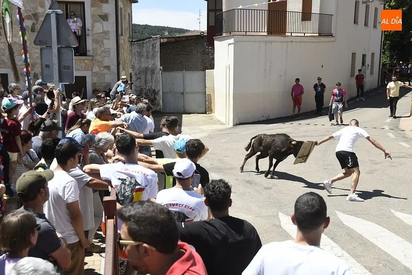Vaca del cajón en Navasfrías/ Fotos: Adrián M.Pastor