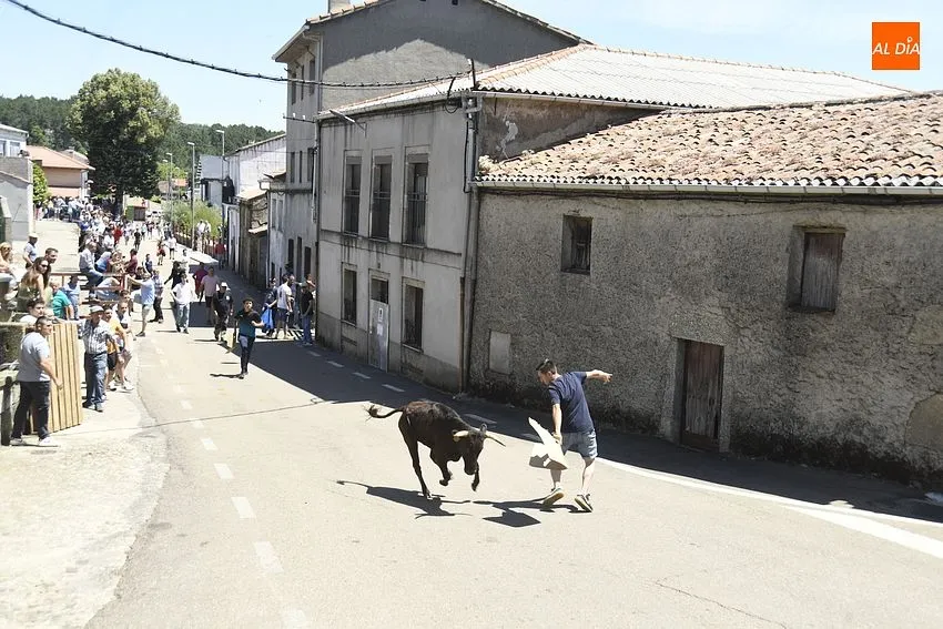 Vaca del cajón en Navasfrías/ Fotos: Adrián M.Pastor