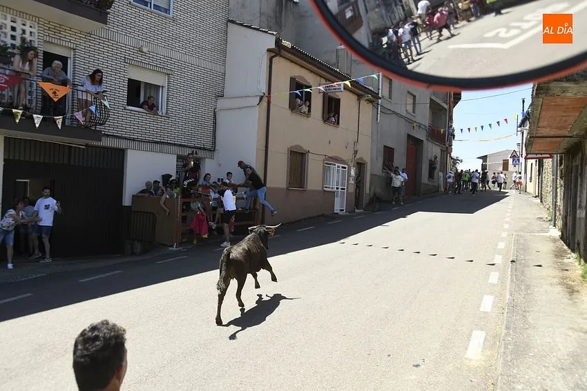 Vaca del cajón en Navasfrías/ Fotos: Adrián M.Pastor