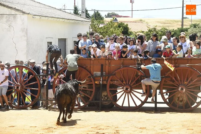 Encierro tradicional en Martín de Yeltes/ Fotos: Adrián M.Pastor