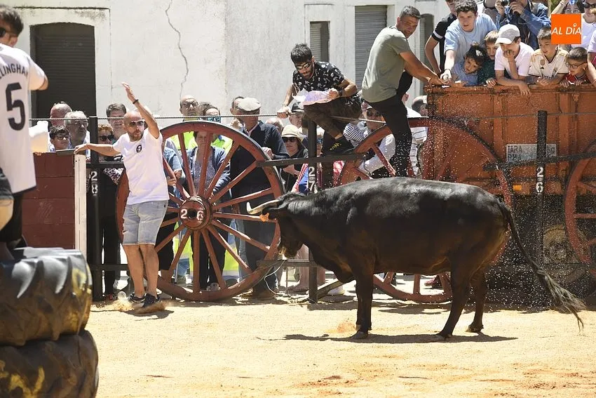 Encierro tradicional en Martín de Yeltes/ Fotos: Adrián M.Pastor