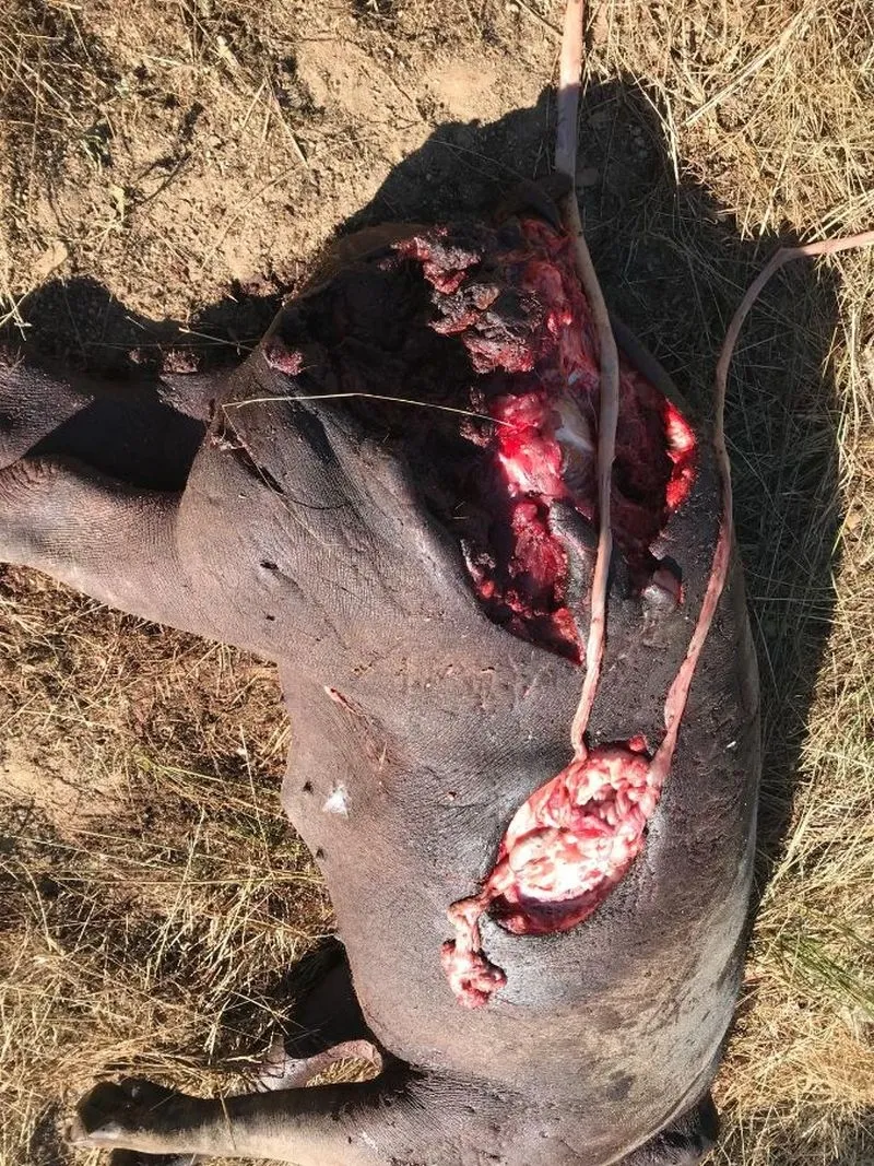 Cerdos afectados por el ataque de lobos en una finca de Ledesma