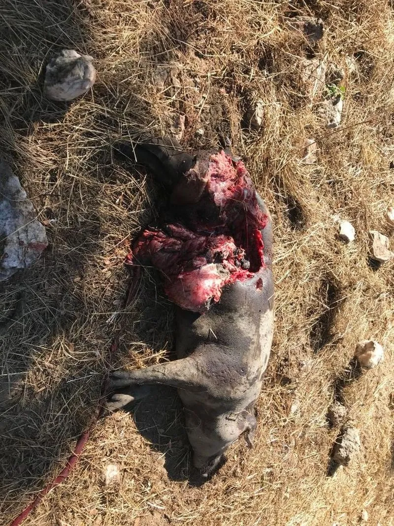 Cerdos afectados por el ataque de lobos en una finca de Ledesma