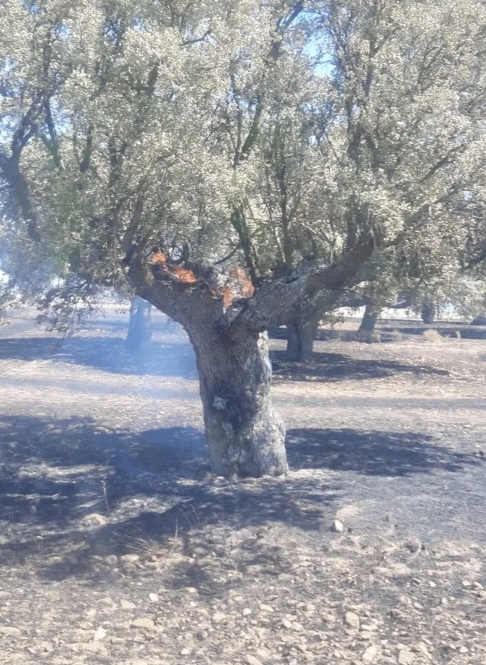 Foto 6 - Medios terrestres y a&eacute;reos trabajan en la extinci&oacute;n de un incendio en Santiago de la Puebla 