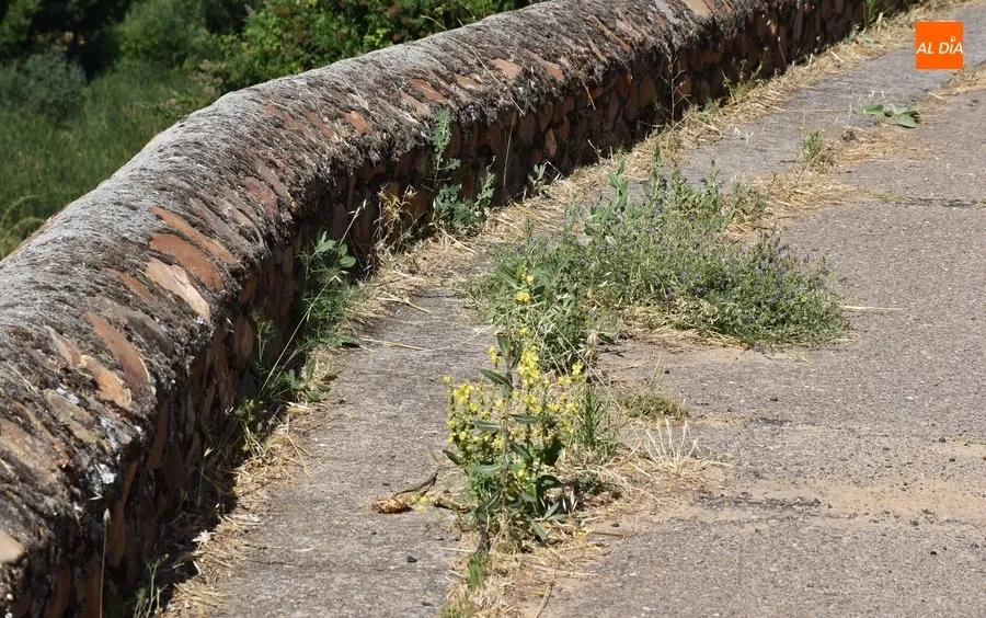 Foto 2 - Quejas por el estado de la hierba junto al r&iacute;o y en plazuelas del centro hist&oacute;rico